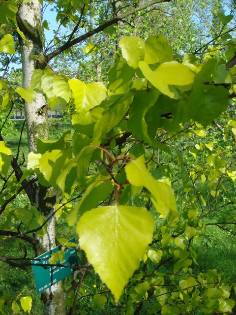 Betula pendula 'Golden Cloud' feuille